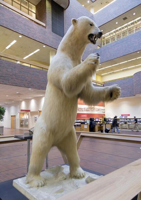 digitized image of An upright polar bear in Cincinnati, Ohio not at the zoo, since it's stuffed, or at the city's Museum Center, which owns the specimen, but at Cincinnati's main library